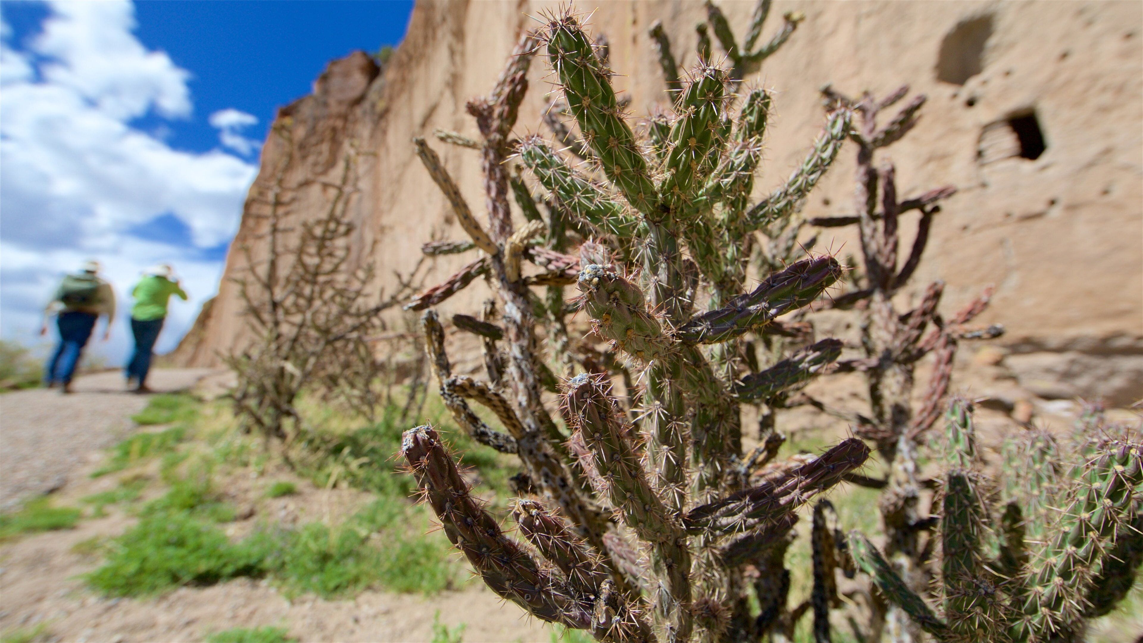 Jemez Mountain Trail featuring tranquil scenes
