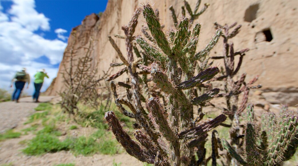 Jemez Mountain Trail featuring tranquil scenes