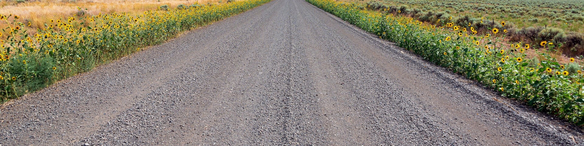 Gravel Road, Wildflowers, and Steens