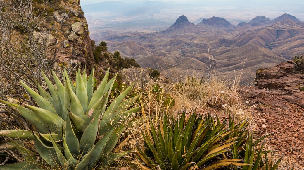 Agave Cactus On The South Rim And The Chisos Mountains Across The Chihuahuan Desert, Big Bend National Park, Texas, USA