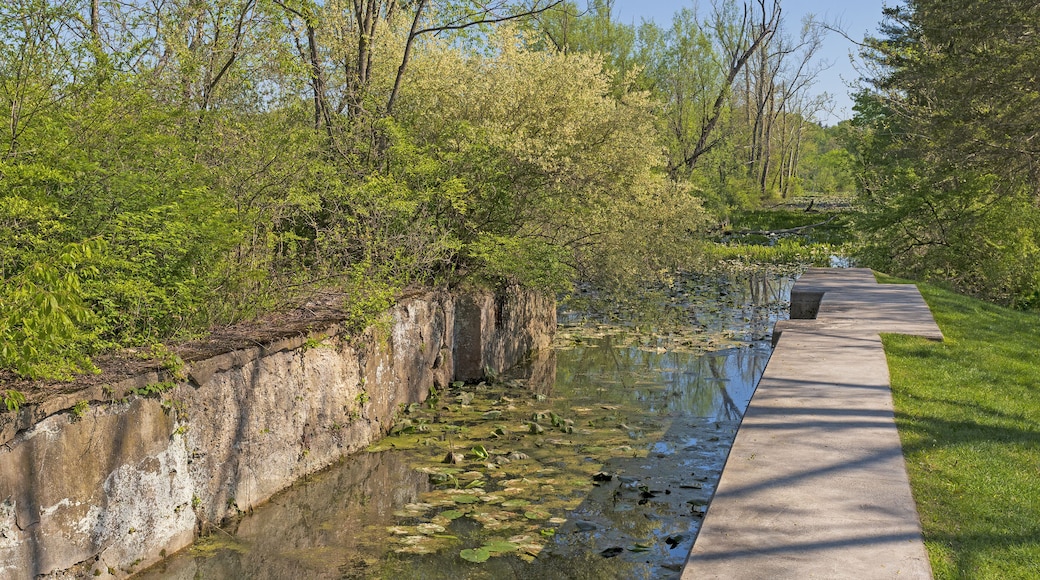 A concrete pathway alongside a narrow water channel with lily pads, surrounded by lush greenery and trees.