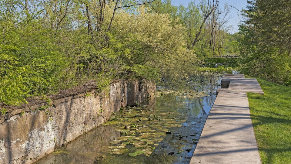 A concrete pathway alongside a narrow water channel with lily pads, surrounded by lush greenery and trees.