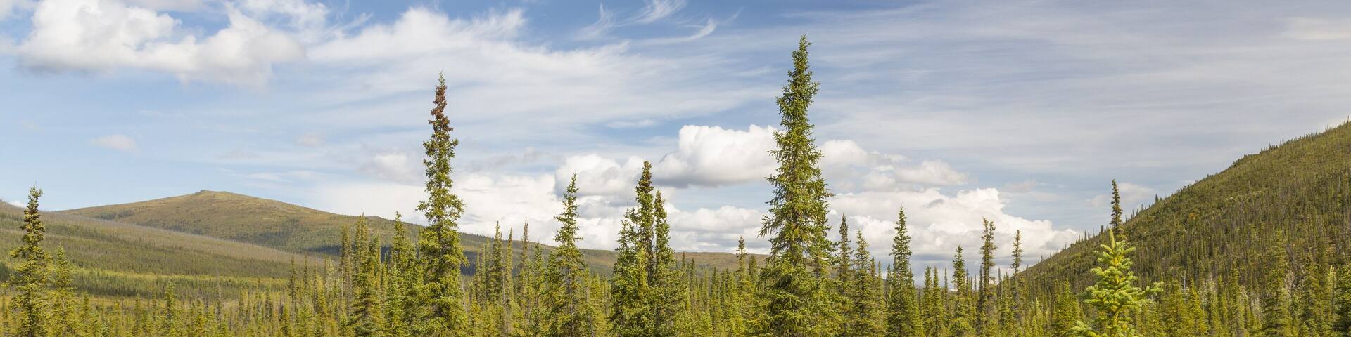 A forested landscape with a mix of coniferous trees and a hilly background.