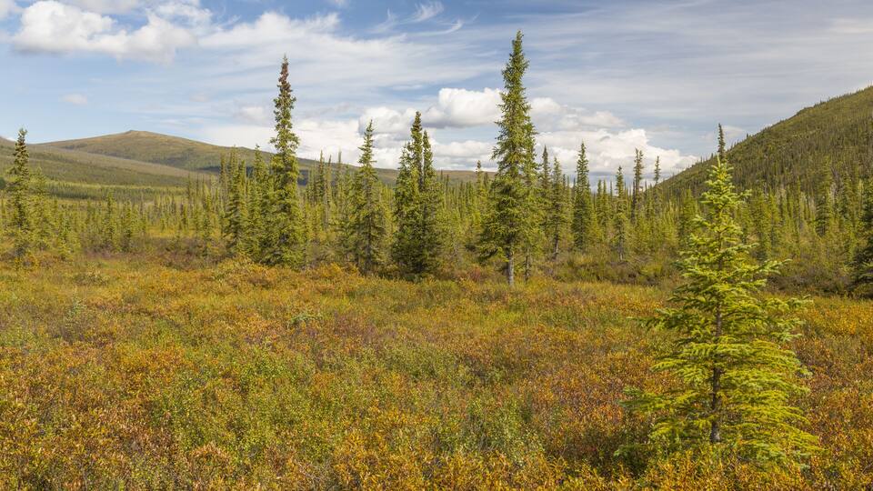 A forested landscape with a mix of coniferous trees and a hilly background.