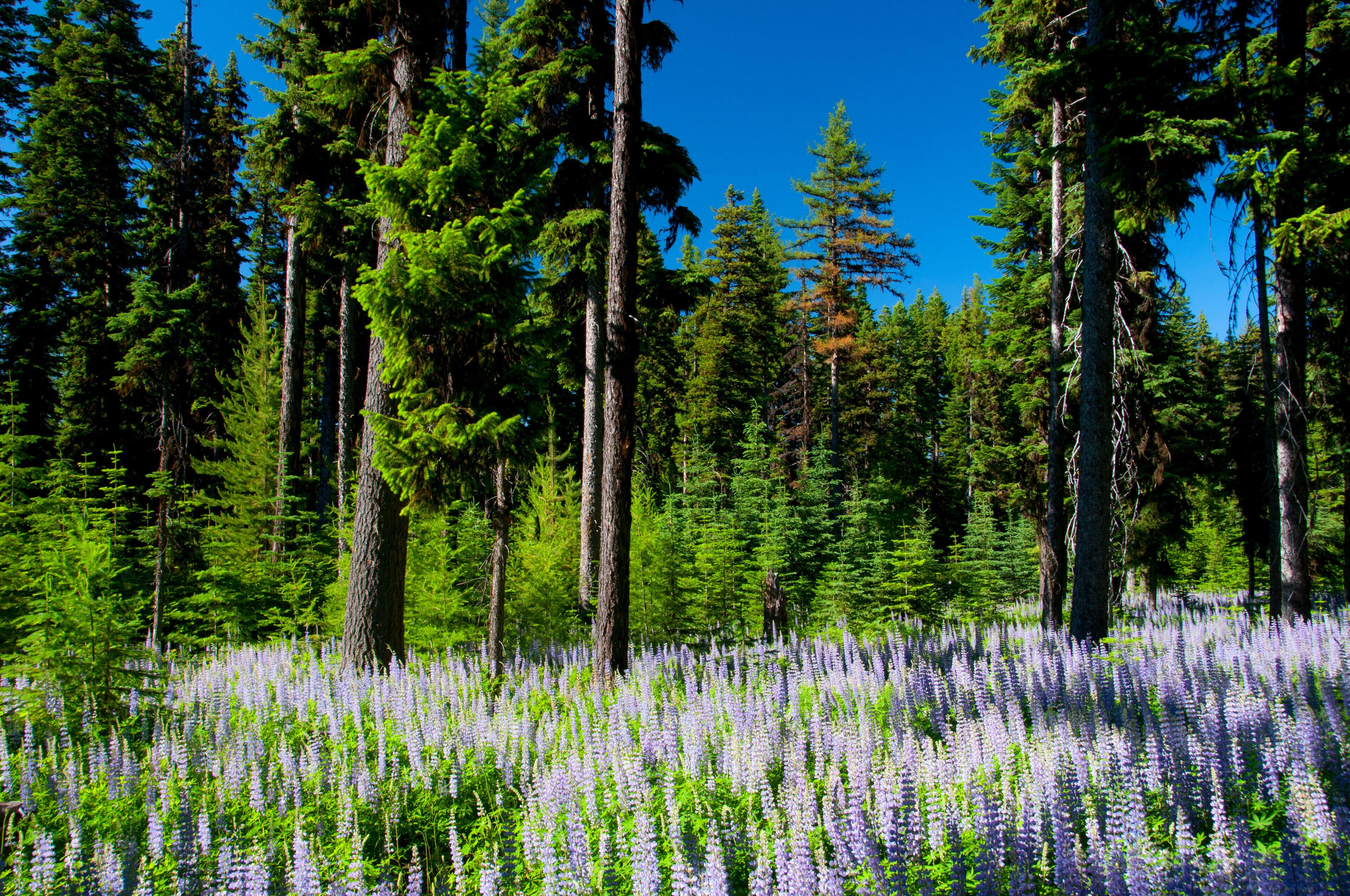 Estrada Cênica Jornada Através do Tempo