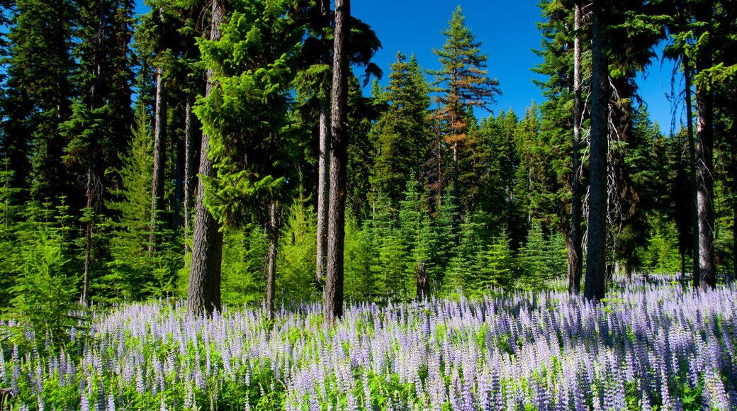 Estrada Cênica Jornada Através do Tempo