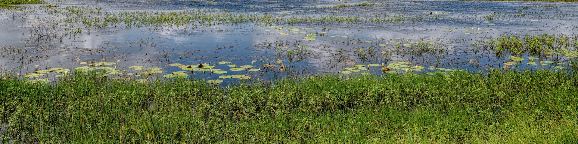 Wetlands of Coastal Louisiana in Cameron Parish; Shutterstock ID 1420030652; purchase_order: Scenic Routes Q4 Purchasing; Order: ; client: ; job: