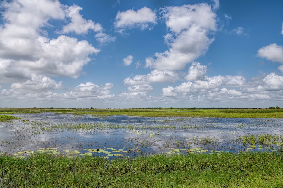 Wetlands of Coastal Louisiana in Cameron Parish; Shutterstock ID 1420030652; purchase_order: Scenic Routes Q4 Purchasing; Order: ; client: ; job: