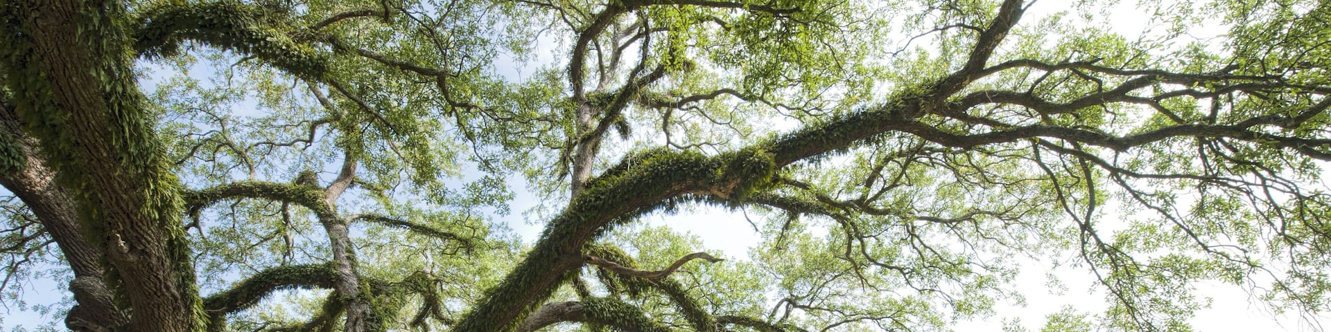 A large tree with sprawling branches and moss-covered trunks in a grassy area.
