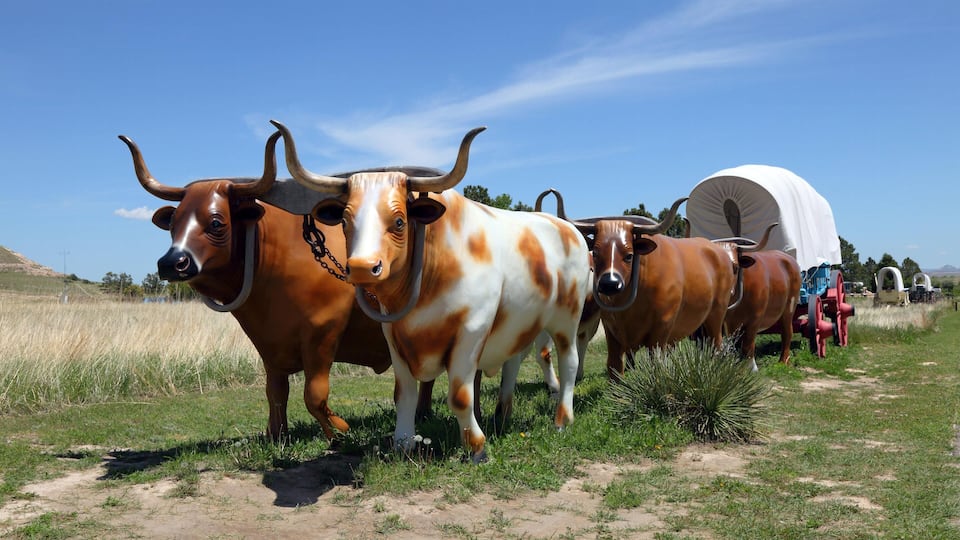 A group of oxen with a covered wagon in a grassy field.