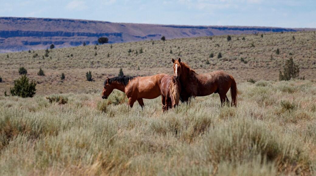Camino Escénico del Campo de Lakeview a Steens Mountain