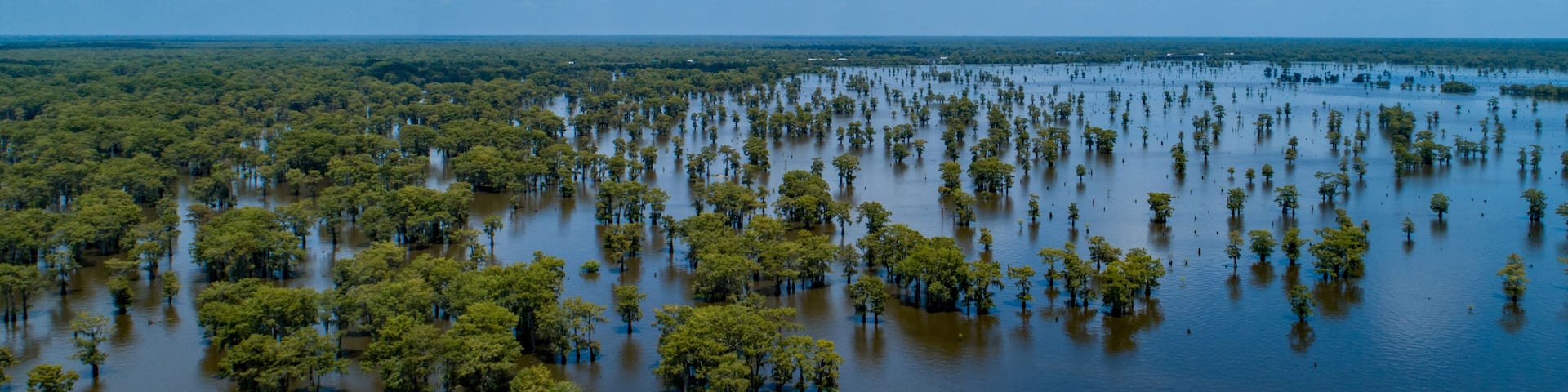 Aerial view of the Atchafalaya Basin