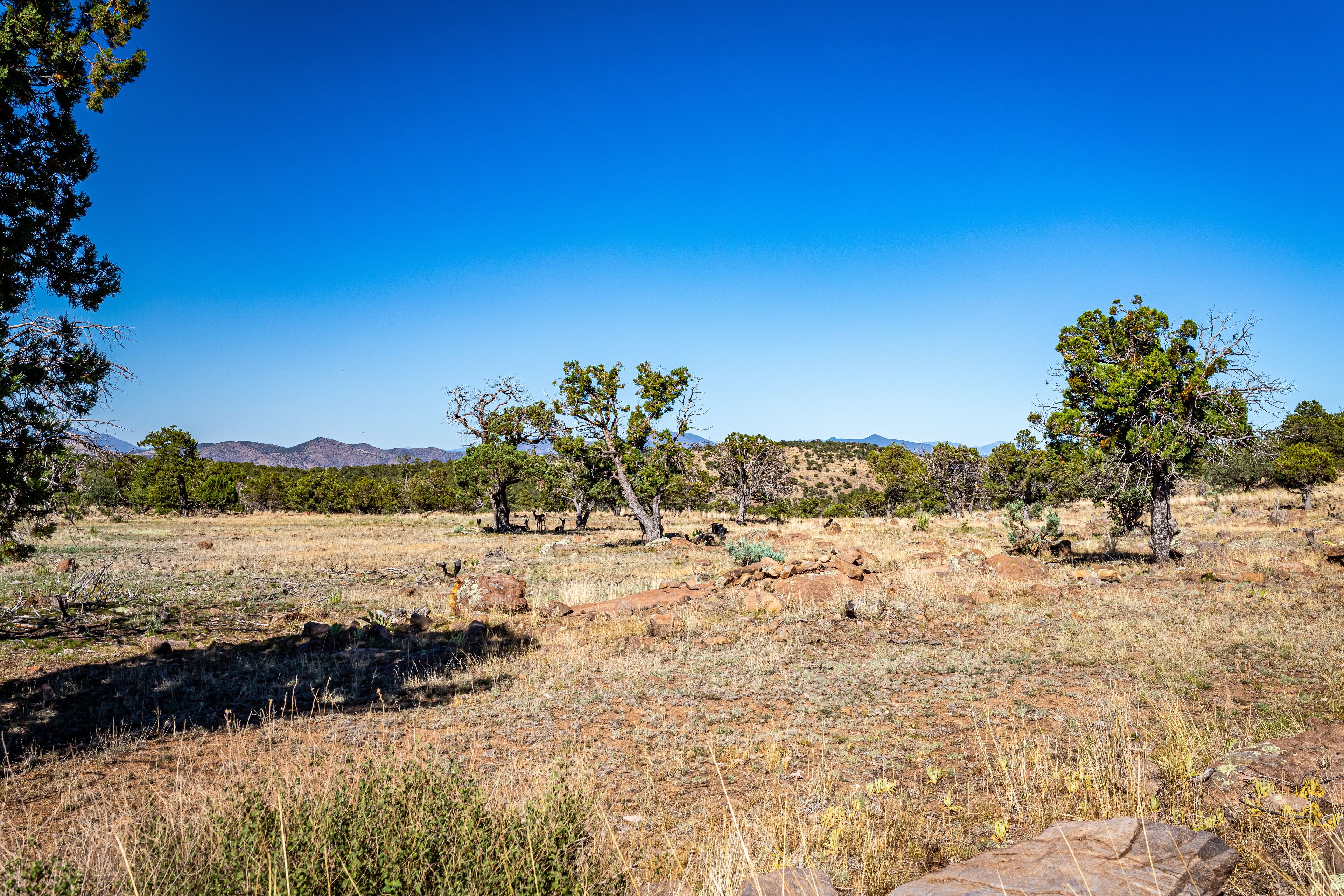 Coronado Trail Scenic Byway View