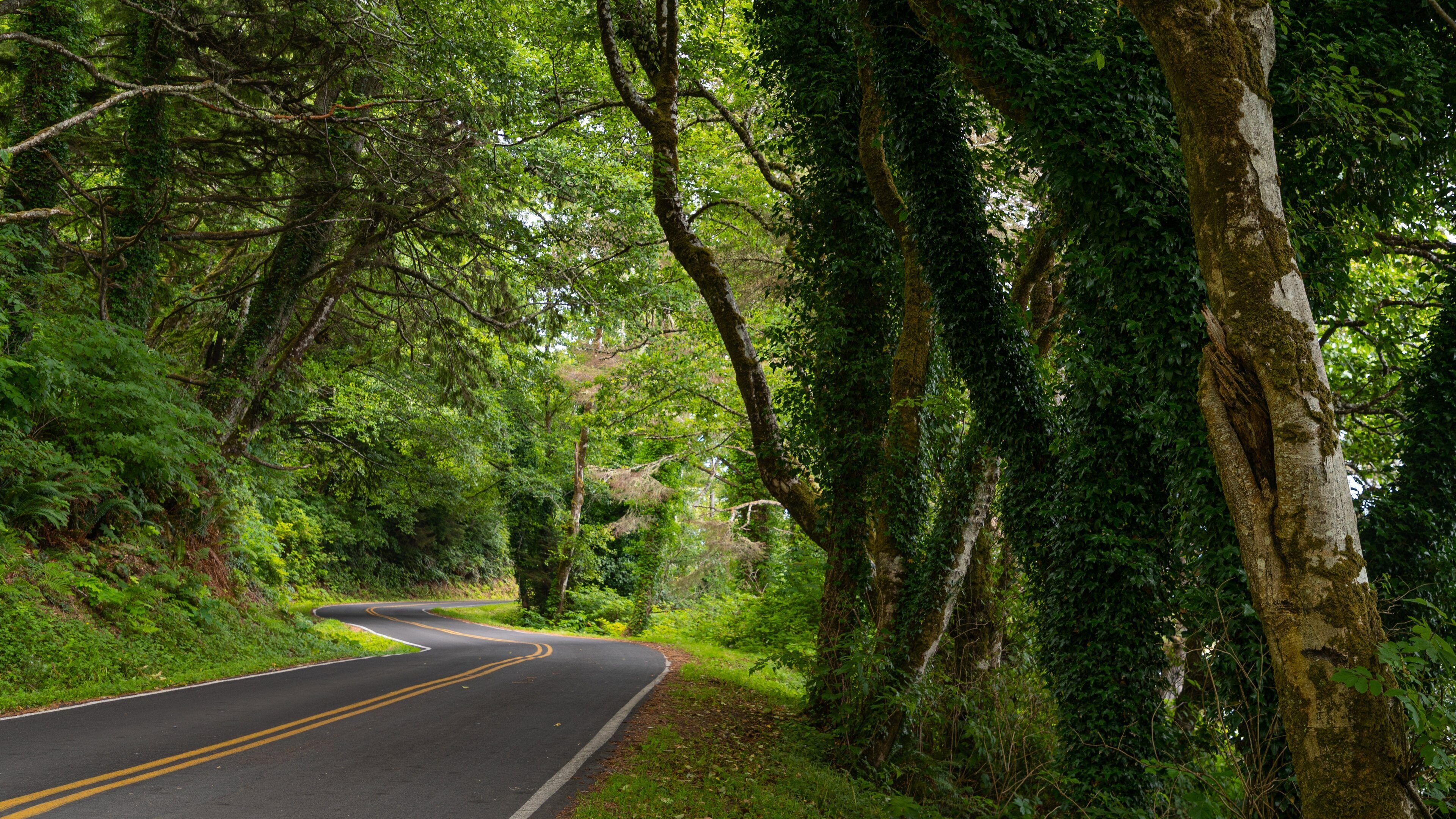 Forks featuring forest scenes and tranquil scenes