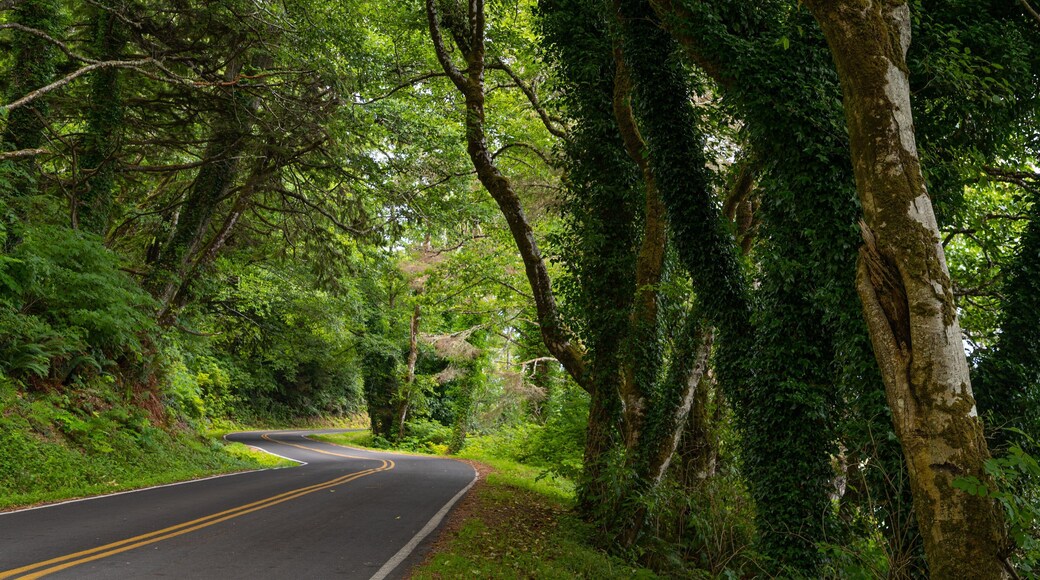 Forks featuring forest scenes and tranquil scenes