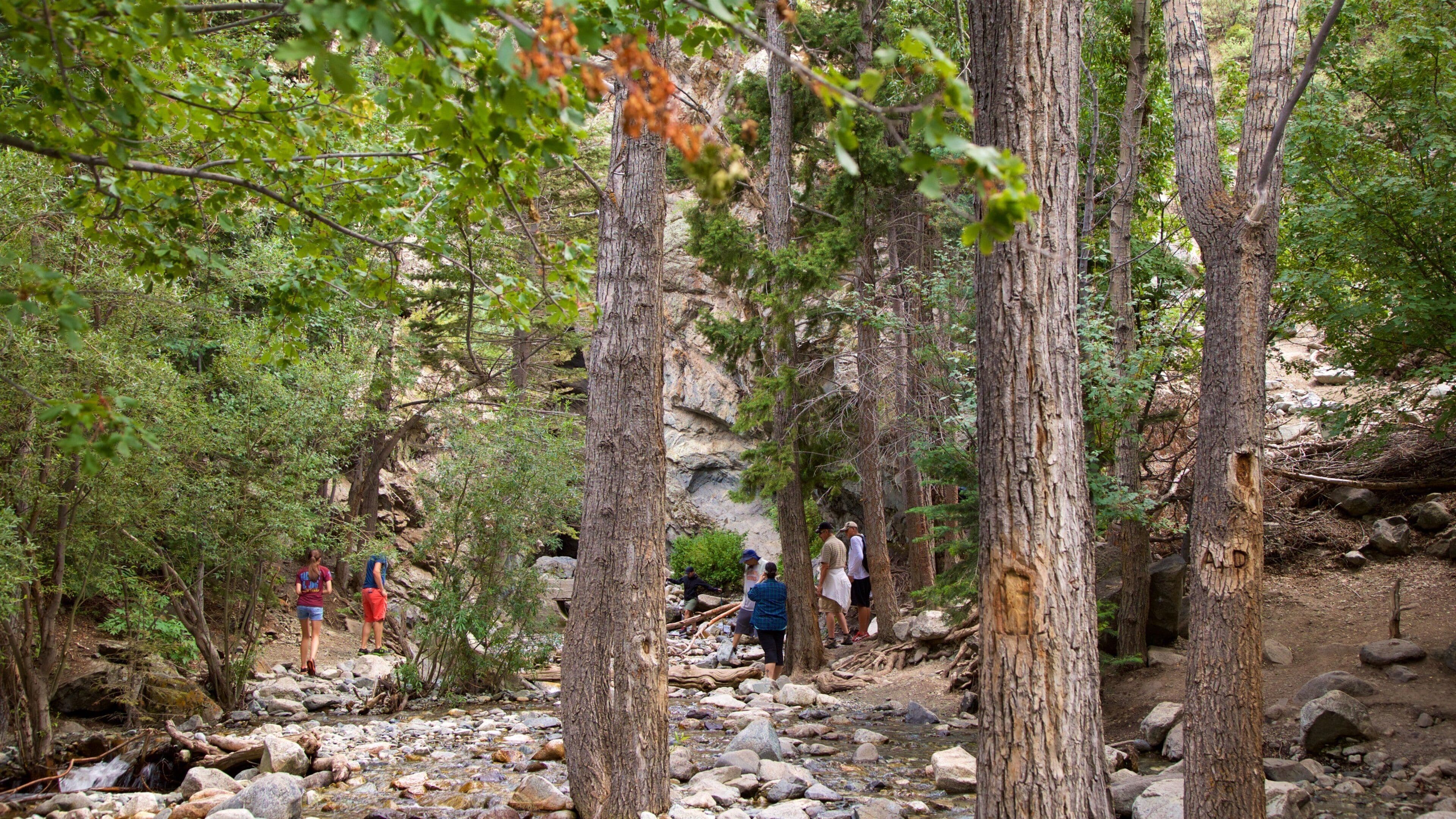 Los Caminos Antiguos which includes forests and a river or creek as well as a small group of people