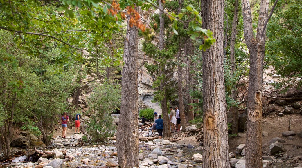 Los Caminos Antiguos which includes forests and a river or creek as well as a small group of people