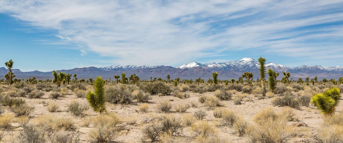 A Nevada desert landscape viewed from the Extraterrestrial Highway, with Joshua trees in the foreground and snowcapped mountains behind