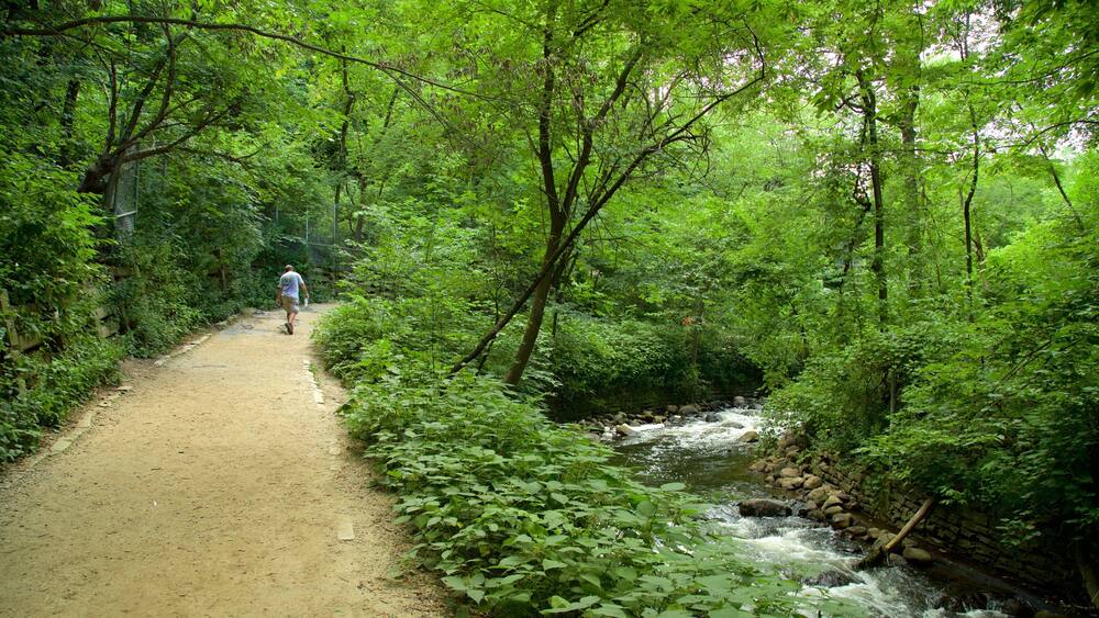 A dirt path leading through a dense forest with a stream.