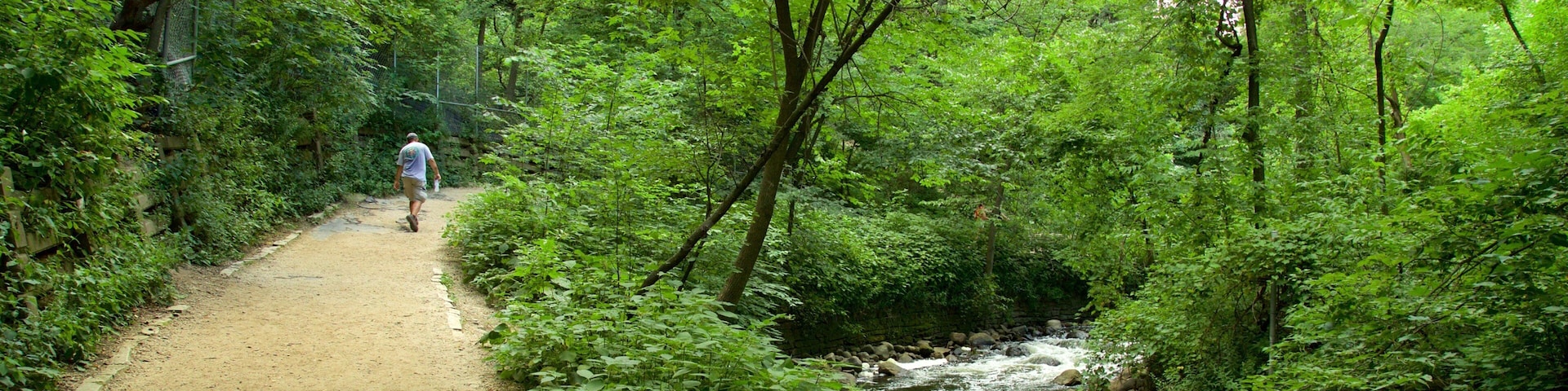 St. Croix Scenic Byway showing hiking or walking and forests