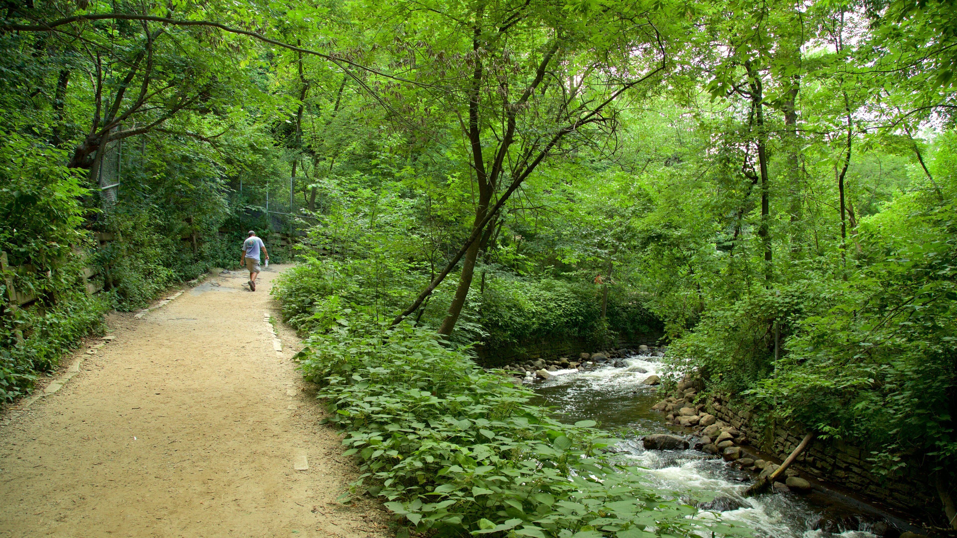 A dirt path leading through a dense forest with a stream.