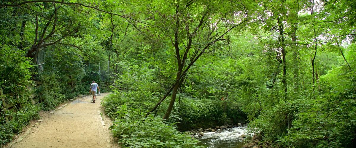 A dirt path leading through a dense forest with a stream.