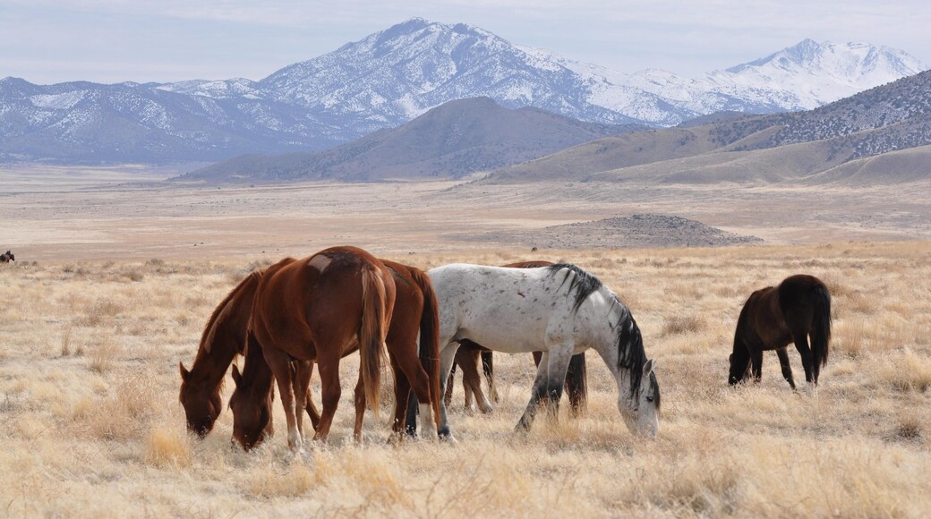 ポニーエクスプレストレイル国家裏道