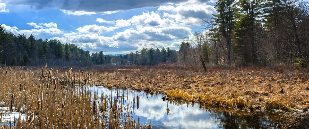 A pond surrounded by tall reeds and trees under a partly cloudy sky.