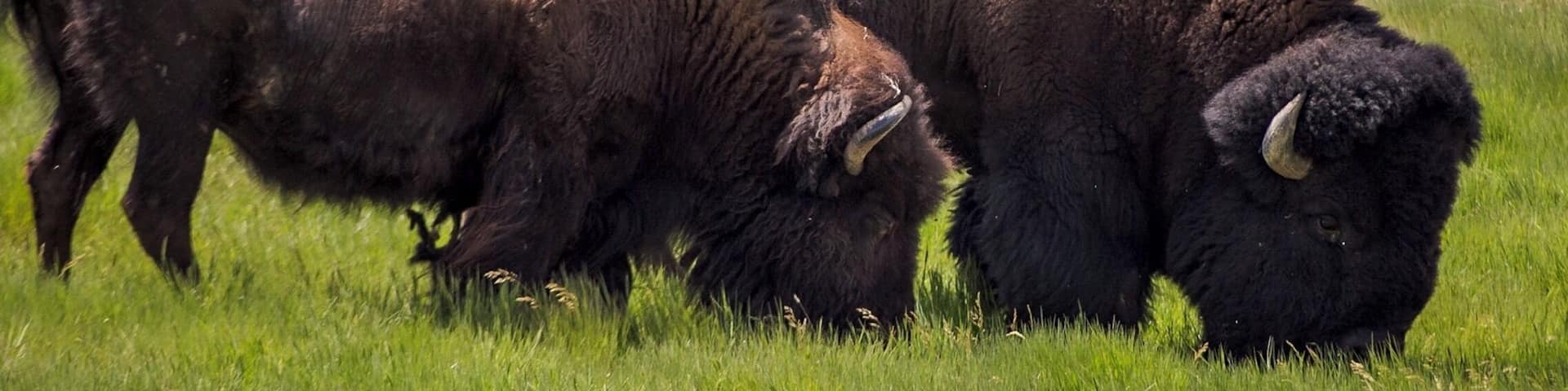 A herd of bison grazing in a grassy field with a hilly landscape in the background.