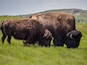 Een kudde bizon graast in een grasveld, met een heuvelachtig landschap op de achtergrond.