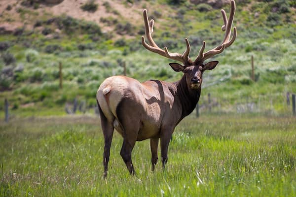 Seeing these elk in person is the only way to really appreciate their size. They are enormous! #adventure