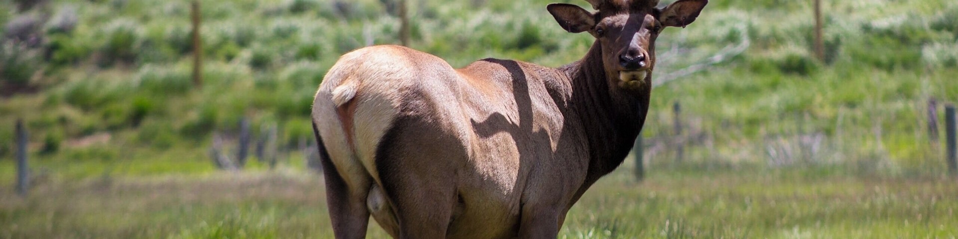 Seeing these elk in person is the only way to really appreciate their size. They are enormous! #adventure
