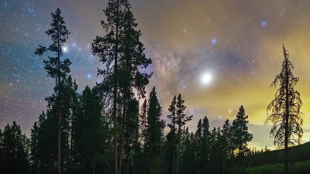 A starry night sky over a forest with tall trees.