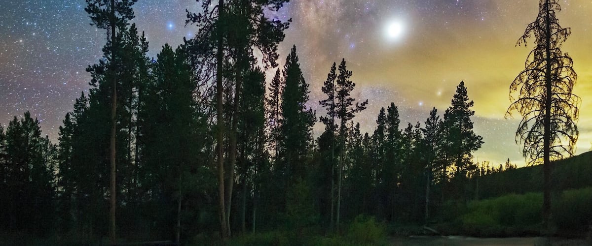 Cielo estrellado sobre un bosque de árboles altos.