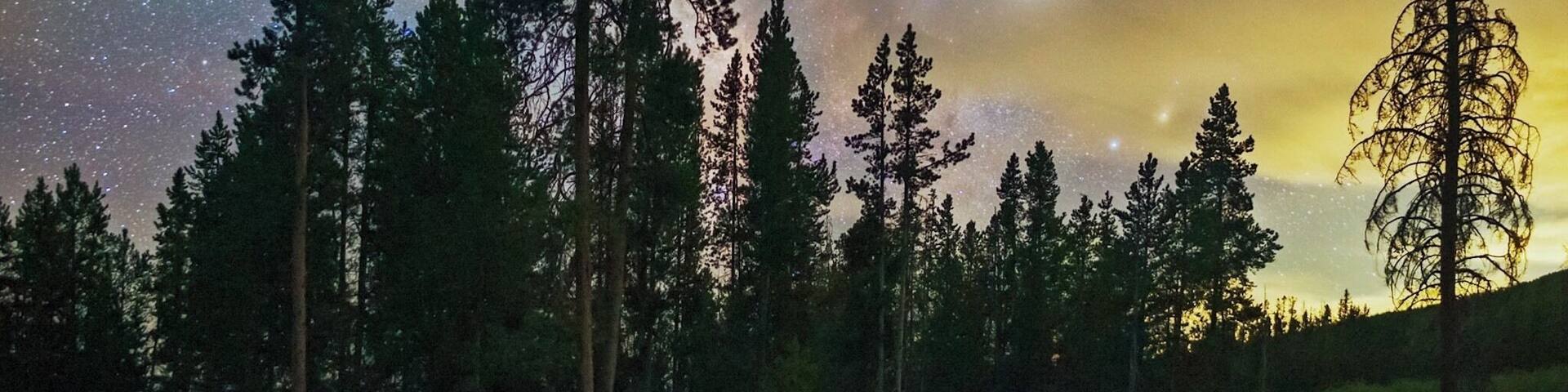 A starry night sky over a forest with tall trees.