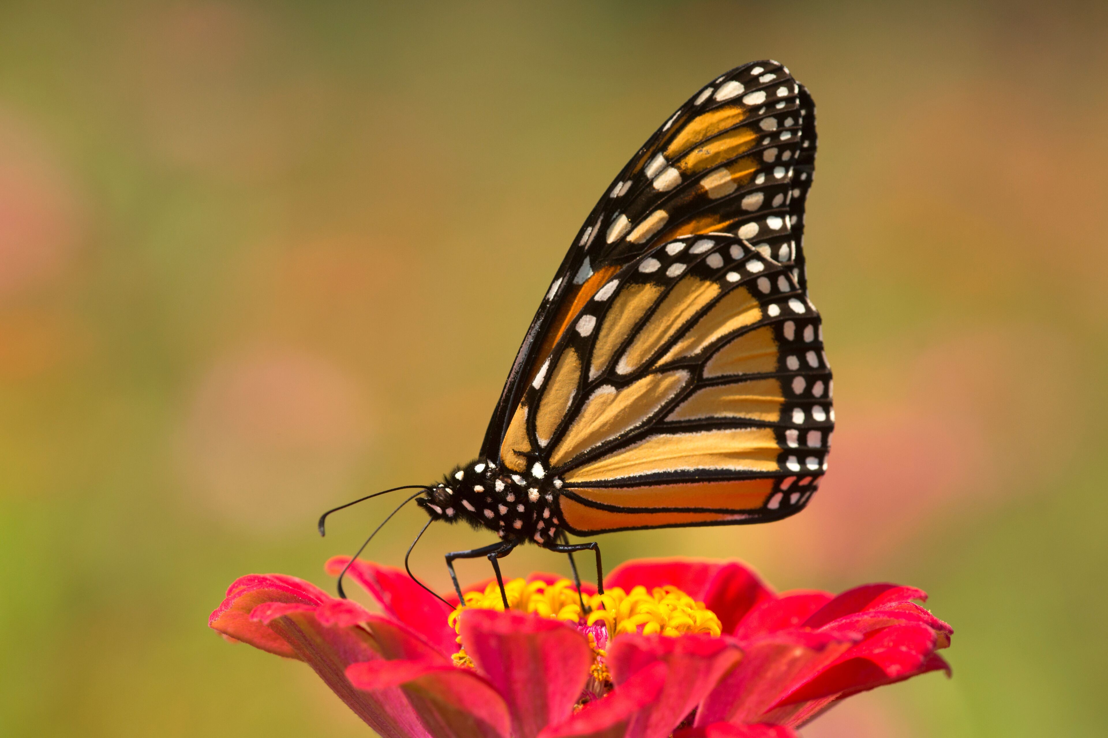 Monarch butterfly on a dahlia flower in Connecticut.