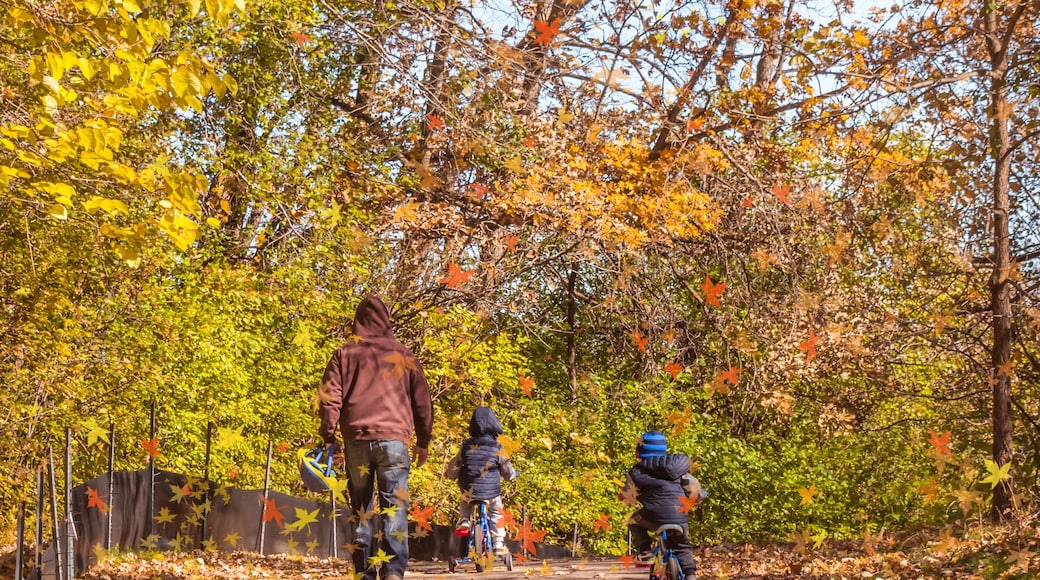 Beautiful autumn scene at Twin Cities, Minnesota