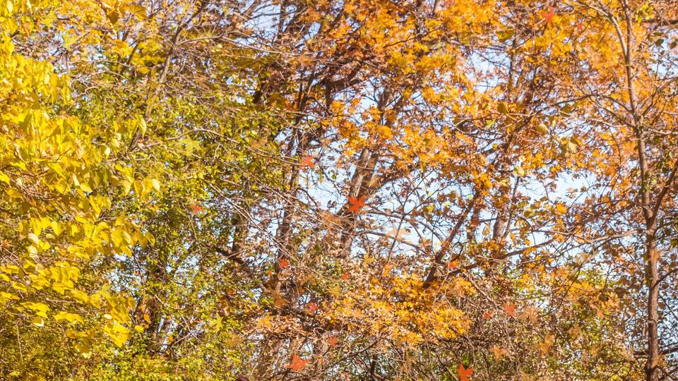A pathway through a forest with autumn-colored leaves, a person walking, and two children riding bicycles.