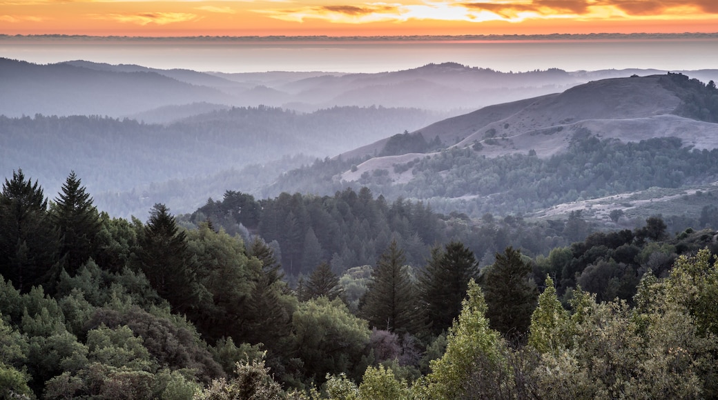 Hazy Forest Rolling Hills Ocean Sunset of Santa Cruz Mountains. Russian Ridge Open Space Preserve, San Mateo County, California, USA.
