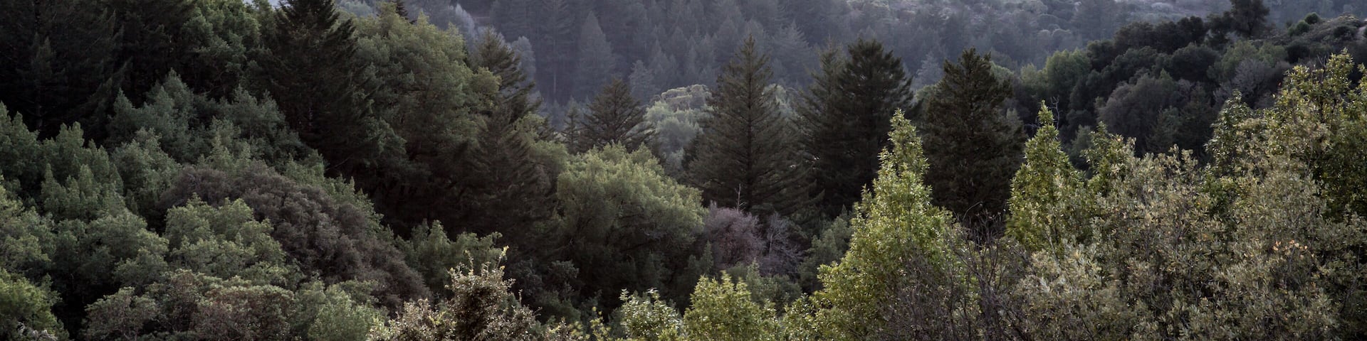 Hazy Forest Rolling Hills Ocean Sunset of Santa Cruz Mountains. Russian Ridge Open Space Preserve, San Mateo County, California, USA.