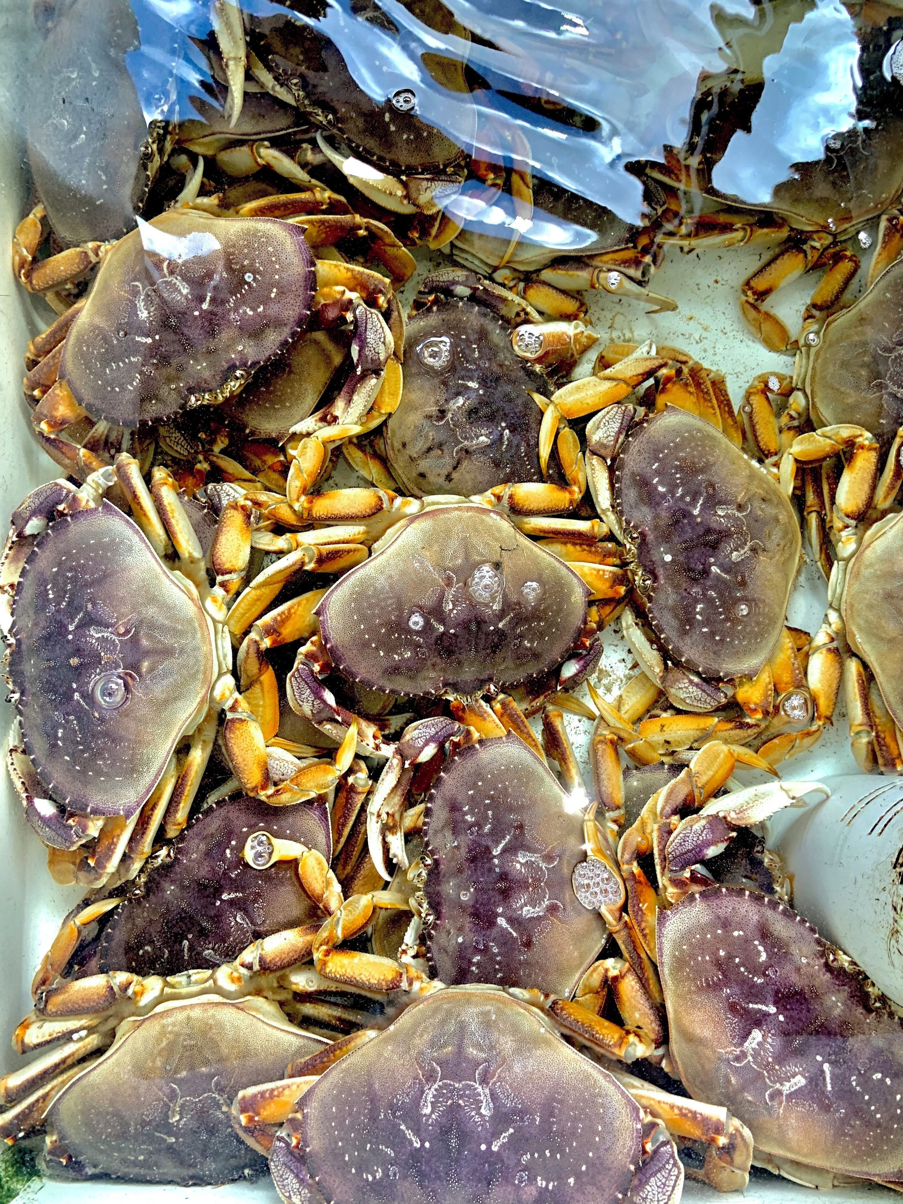 I was fascinated with the details of the crabs . It seems that you can appreciate the patterns when viewed this way rather than out of the water.