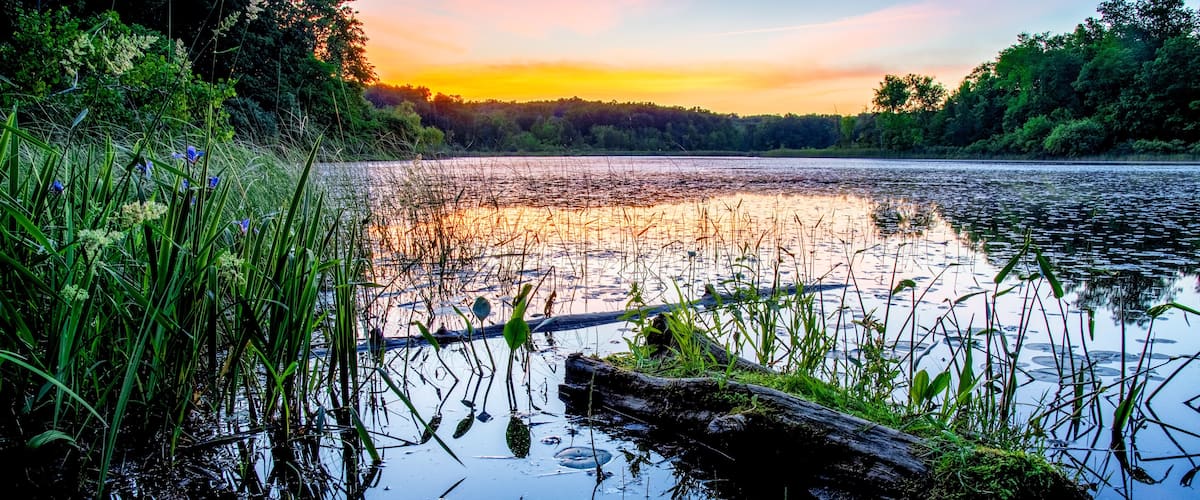 A calm lake at sunset with reflections of the sky, surrounded by dense greenery and a fallen tree in the water.