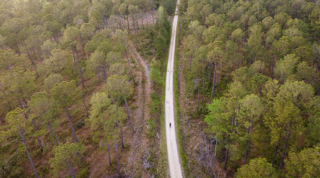 Drone View of Biking on a Gravel Road in Woods in Eastern North Carolina