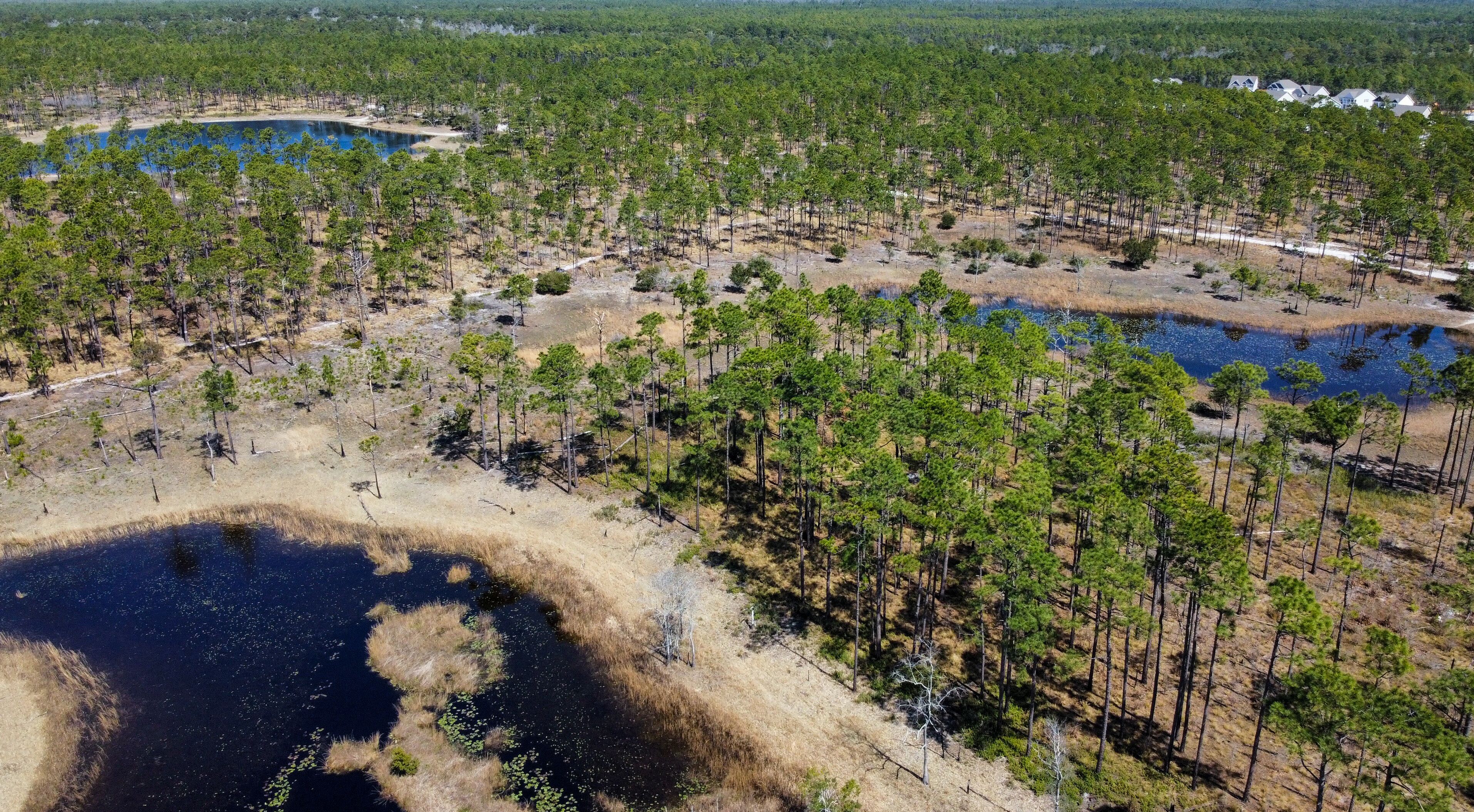 Aerial view of ponds and wetlands in a pine tree savanna forest. Croatan National Forest, North Carolina