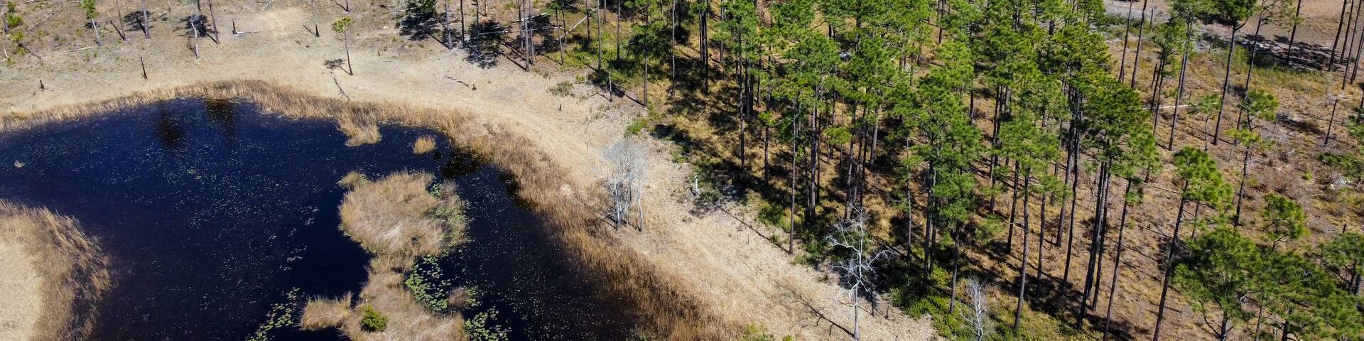Aerial view of ponds and wetlands in a pine tree savanna forest. Croatan National Forest, North Carolina