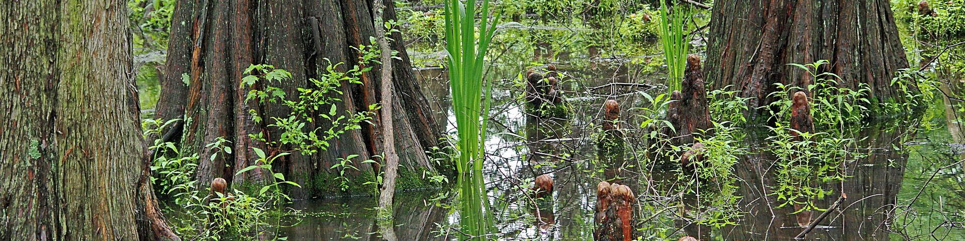 In addition to many beautiful flowers there is a small Cedar bog.