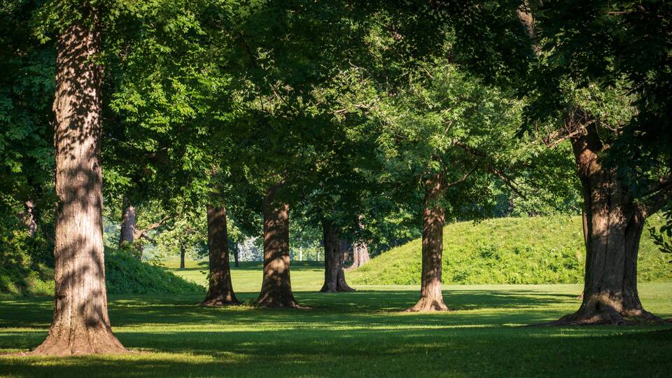 A park with tall trees and a grassy field.