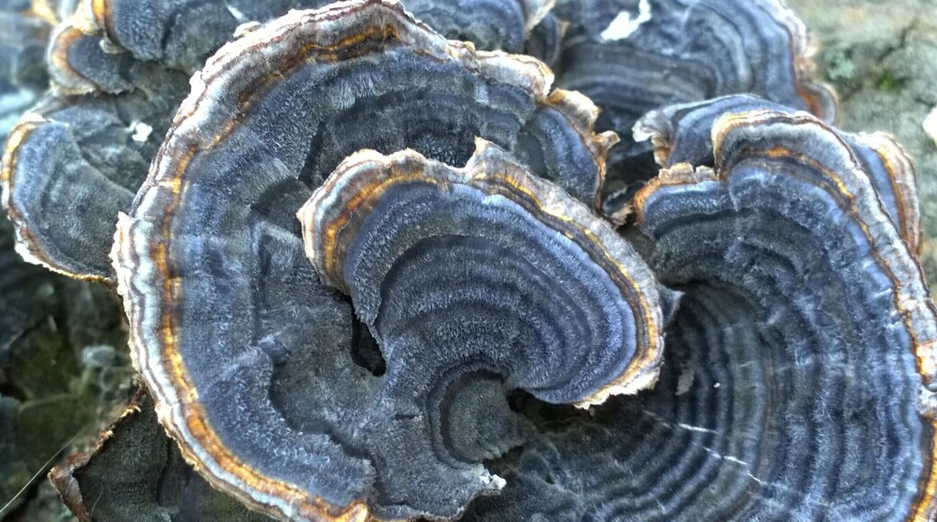 Turkey tails (Trametes versicolor) taking on a bluish hue on the first day of spring.