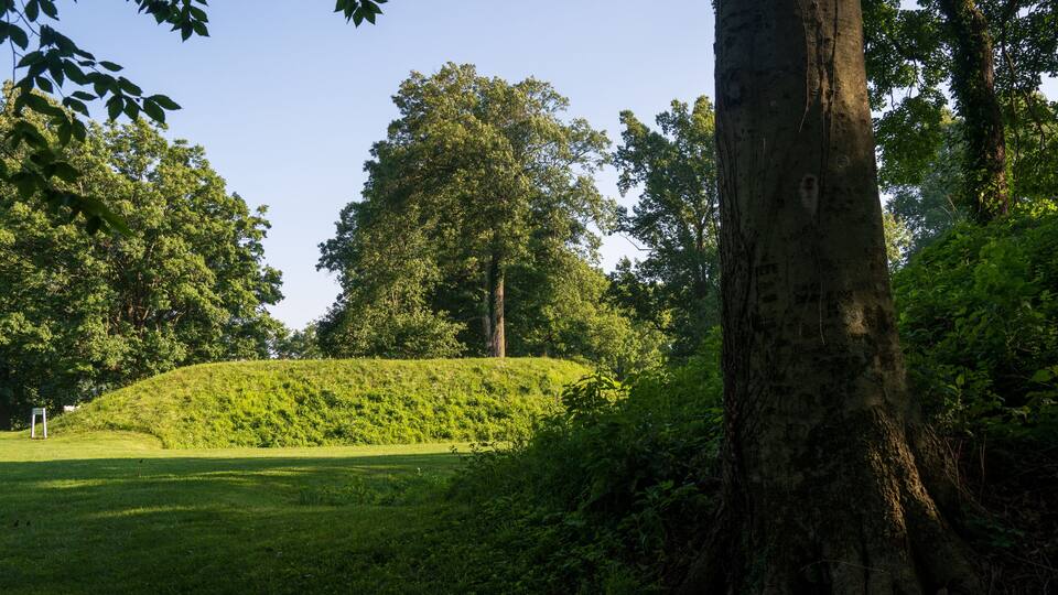 A grassy hill with a large tree in the foreground and dense foliage in the background.