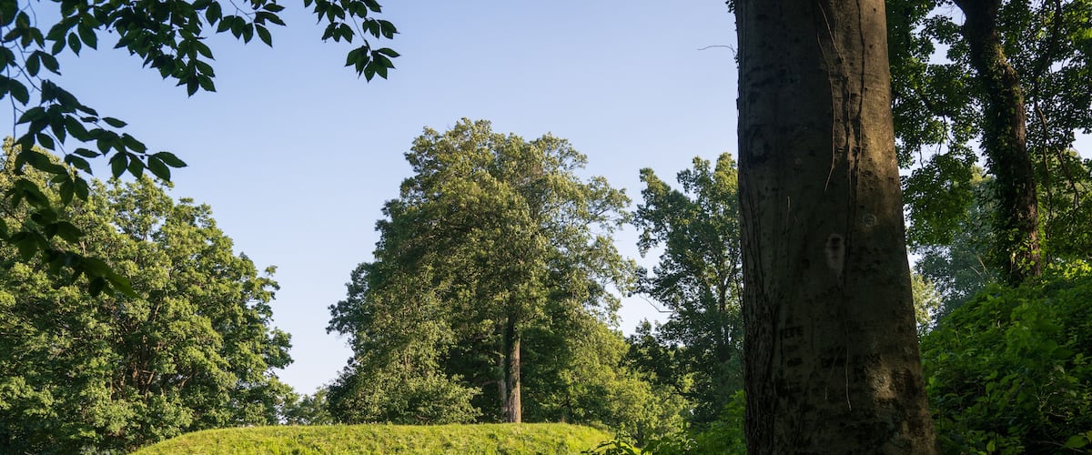A grassy hill with a large tree in the foreground and dense foliage in the background.